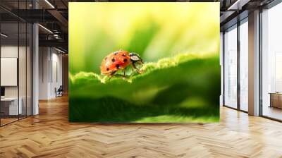 Ladybug on a leaf in macro Wall mural