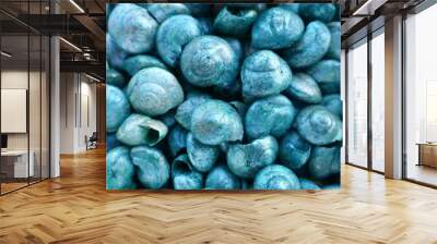 sea  shells macro background. Green seashells. Patina. Decorative sea nature background. Wall mural