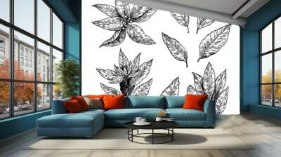 Set of bay leaf illustrations. Branches and leaves of laurel plants. Laurus nobilis hand drawing in retro engraving style. Wall mural