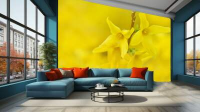 Spring  yellow blooming background. Flowering yellow branches. Spring flowers Wall mural