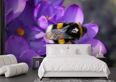 Spring. Bumblebee in lilovi crocuses collects nectar. Bumblebee in the pollen of the flower. Wall mural