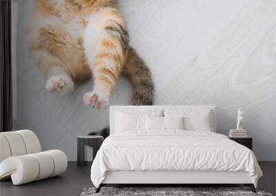 Back cat's paws and tail are tri-colored cats closeup on white background Wall mural