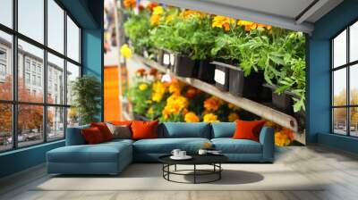 a flower Marigold pots in a row, garden flower shop, close-up. Calendula officinalis. Day Of The Dead Festival Wall mural