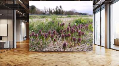 田舎の風景を背景に咲くヒメオドリコソウ（Lamium purpureum）／4月・埼玉県鶴ヶ島市 Wall mural