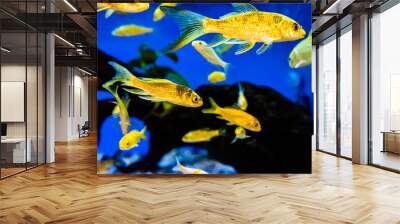 Goldfish in aquarium with clean water. Wall mural