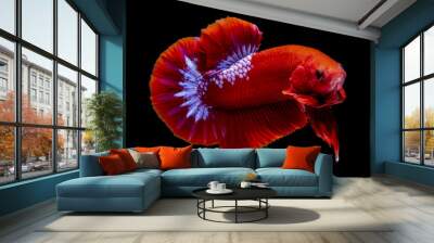 Betta fish  red hellboy in the aquarium Wall mural