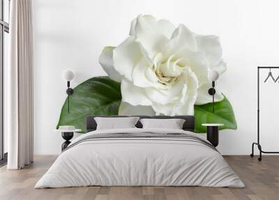 Close up of White gardenia flower or cape jasmine, gardenia jasminoides isolated on a white background with clipping path.  Wall mural