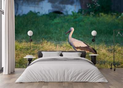 The white stork is looking for food in the meadow after haymaking. Bird watching in the countryside in summer. Wall mural