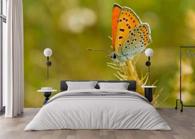 orange butterfly with spotted wings having a short stop. Wall mural