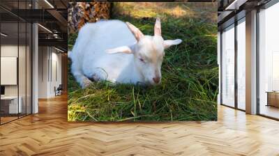 the goats graze on warm sunny day Wall mural