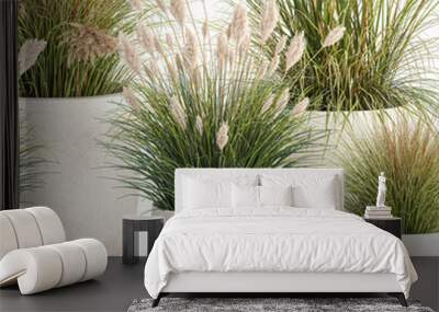  pampas grass in flowerpot isolated on white background Wall mural