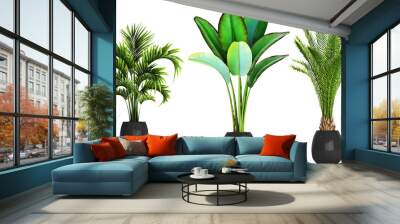 collection of ornamental plants in pots Wall mural