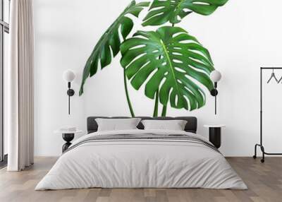 monstera in a pot on a white background Wall mural