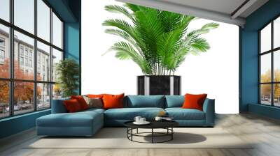 palm trees in a pot  Wall mural