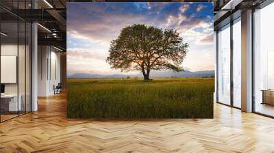 old oak tree over spring sunset sky Wall mural