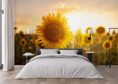 Sunflowers in the field, summertime agricultural background Wall mural