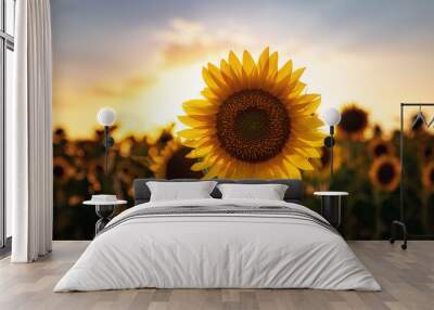 Sunflowers in the field, summertime agricultural background Wall mural