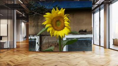 sunflower in a vase Wall mural