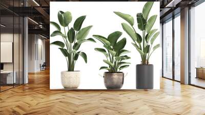 tropical plants Strelitzia in a pot on white background Wall mural