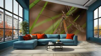 Large crane fly sitting on the grass brown background Wall mural