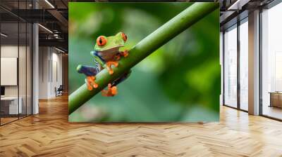 green frog Wall mural