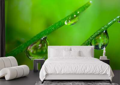 closeup green grass in water drop, beautiful natural macro background Wall mural