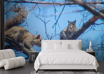 squirrel Wall mural