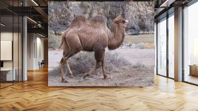 baktrian - two humped camel. Wall mural