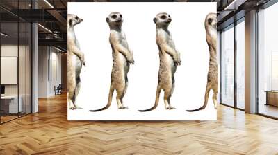 Meerkats Wall mural