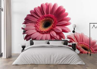 Blooming beautiful pink flower gerbera isolated on transparent background Wall mural