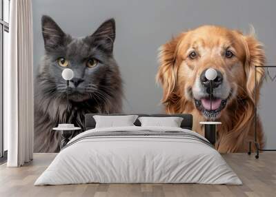 A happy panting Golden Retriever dog and a blue Maine Coon cat looking at the camera, isolated on a grey background. Wall mural