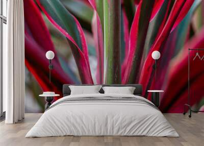 Cordyline leaves background Wall mural