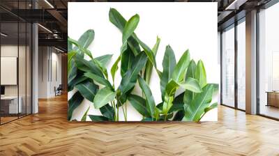 tropical leaf, green nature isolated on white background Wall mural