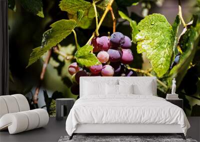 Bunches of juicy grapes on a hot day. Wall mural