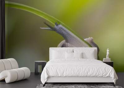 a Snail clombing on green leaf with nature blurred background. Wall mural