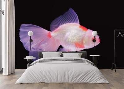 a white-orange Oranda Goldfish diving in glass tank isolated in black background. Wall mural