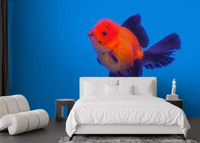 Beautiful Orange-Black Color of Oranda Goldfish (Carassius auratus) in glass tank on blue background, aquarium pet fish in Thailand. Wall mural