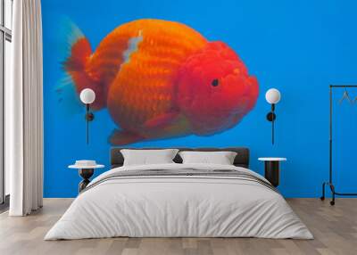 Beautiful Ranchu Lion Head Gold Fish in fresh water glass tank with blue background Wall mural