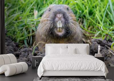 Pocket Gopher peeking out of burrow and starring at camera. Santa Clara County, California, USA. Wall mural