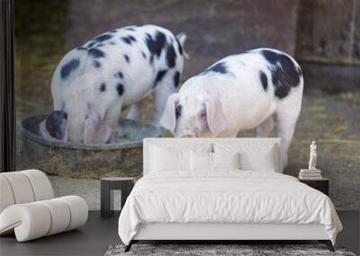 Two Gloucester Old Spot Piglets in animal pen. Hidden Villa, Santa Clara County, California, USA. Wall mural