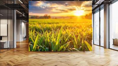 Extreme close-up of field in afternoon sunlight with nature Wall mural