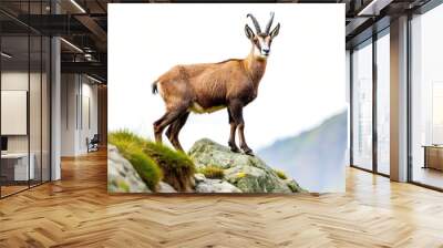 Low angle view of an Alpine chamois isolated on white background Wall mural