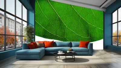 Green leaves isolated on white background Wall mural