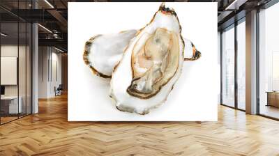 Oysters isolated on a white background Wall mural