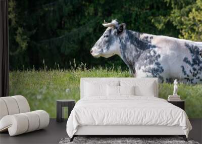 belgian white bleu cow in the meadow Wall mural