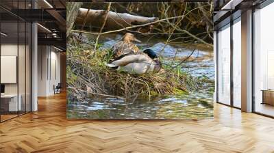 two ducks on a nest in nature Wall mural