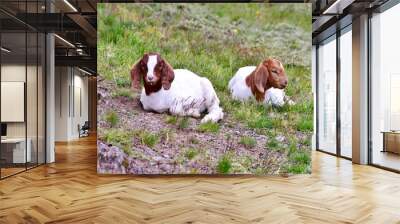 two young goats in meadow Wall mural