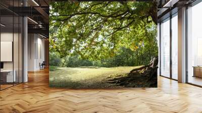 Ancient Mighty Oak Tree with Exposed Tangled Roots - Epping Forest Background, Loughton , London Wall mural