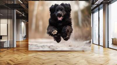 A black dog is running through the woods, with its tongue hanging out Wall mural