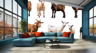 A group of goats are standing in a row, with some being brown Wall mural